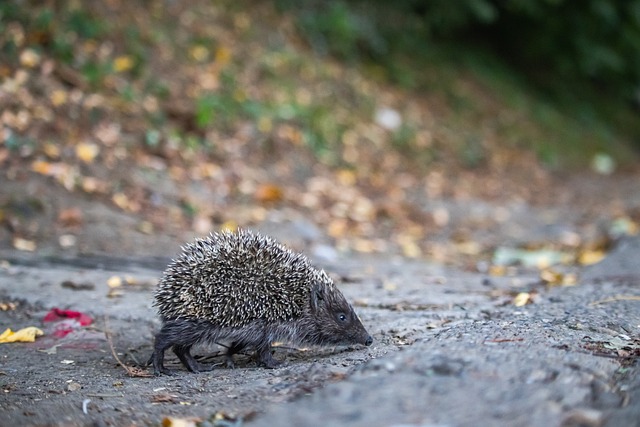 不可忽视的 不可忽视的