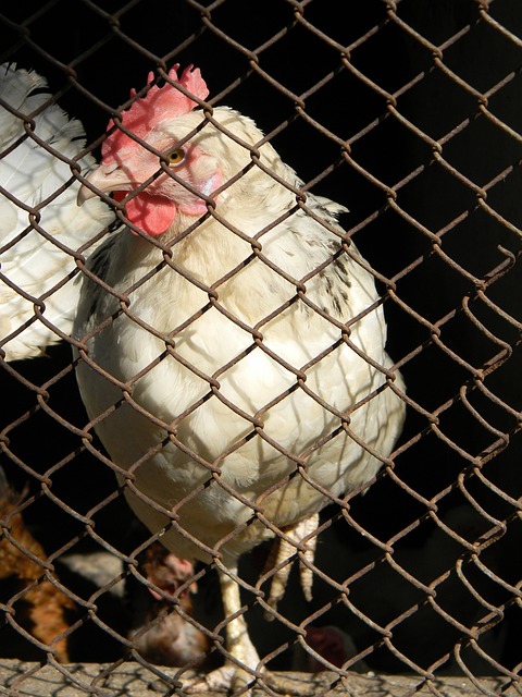 防守反击犀 防守反击犀